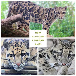 Clouded Leopard AMP