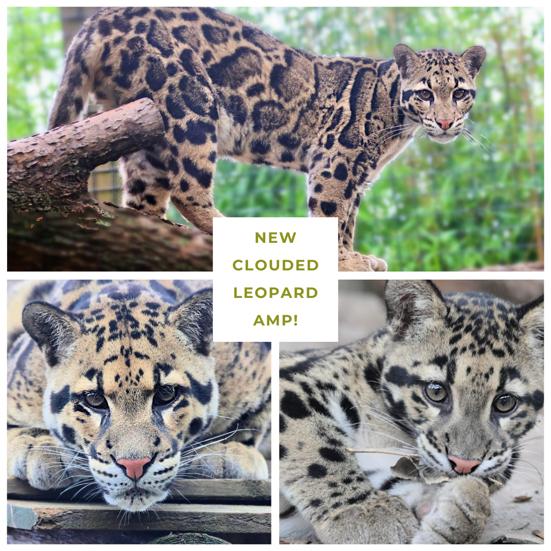 Clouded Leopards